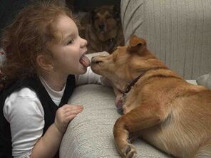 laps suudleb koera ja nakatub parasiitidega